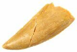 Serrated Raptor Tooth - Real Dinosaur Tooth #347061-1